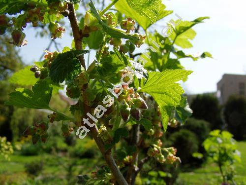 Ribes nigrum L.