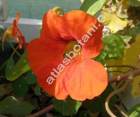 Tropaeolum majus L.