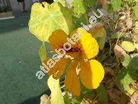 Tropaeolum majus L.