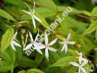 Gillenia trifoliata (L.) Moench (Spiraea trifoliata L.)