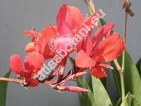 Canna indica (Canna indica L., Canna edulis Ker Gawl.)
