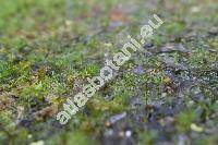 Batrachium rionii (Lagger) Nym. (Ranunculus)
