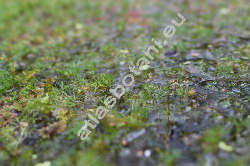 Batrachium rionii (Lagger) Nym. (Ranunculus)
