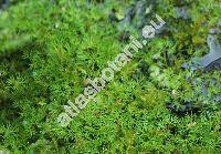 Batrachium rionii (Lagger) Nym. (Ranunculus)