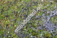 Batrachium rionii (Lagger) Nym. (Ranunculus)