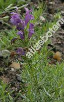 Dracocephalum austriacum L. (Ruyschiana laciniata Mill., Zornia partita Moench)