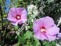 Hibiscus syriacus L. 'Violaceus' (Ketmia syriaca (L.) Scop., Ketmia arborea Moench)