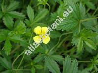Potentilla erecta (L.) R. (Potentilla erecta (L.) Ruschel, Potentilla silvestris Neck., Tormentilla erecta L.)