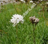 Gypsophila petraea (Baumg.) Rchb. (Arenaria)