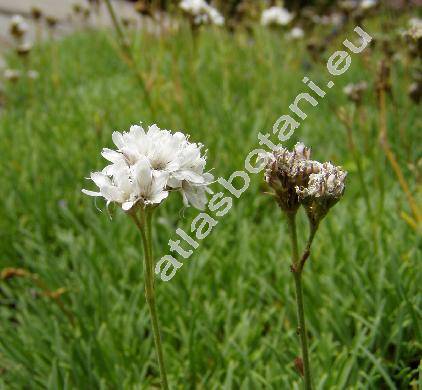 Gypsophila petraea (Baumg.) Rchb. (Arenaria)