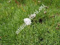 Gypsophila petraea (Baumg.) Rchb. (Arenaria)