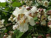 Catalpa bignonioides Walter (Catalpa cordifolia Moench, Catalpa syringaefolia Sims)