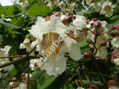 Catalpa bignonioides Walter (Catalpa cordifolia Moench, Catalpa syringaefolia Sims)