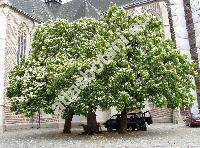 Catalpa bignonioides Walter (Catalpa cordifolia Moench, Catalpa syringaefolia Sims)