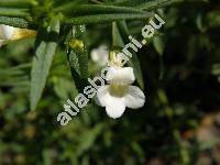 Gratiola officinalis L.