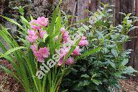 Cymbidium