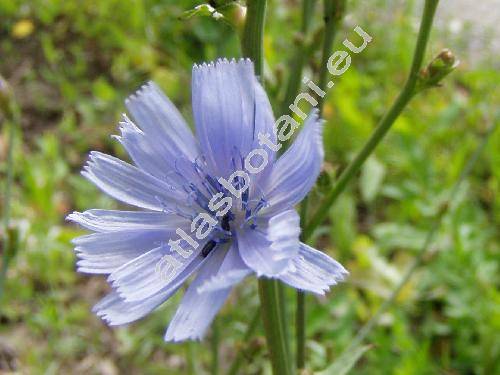 Cichorium intybus L. (Cichorium intybus subsp. intybus, Cichorium commune Pall., Cichorium hirsutum Gren., Cichorium cicorae Dum.)