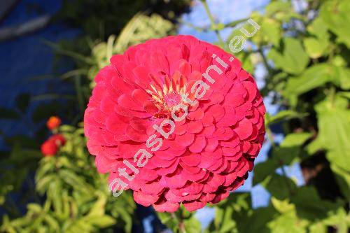 Zinnia elegans Jacq.