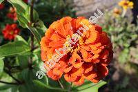 Zinnia elegans Jacq.