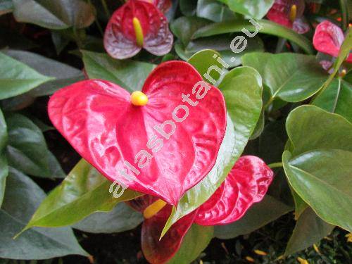 Anthurium andreanum Lindl. (Anthurium x cultorum Birdsey)