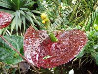 Anthurium andreanum Lindl. (Anthurium x cultorum Birdsey)
