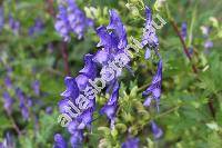 Aconitum variegatum L. (Aconitum cammarum var. gracile Rcheb., Aconitum rostratum Bernh. ex DC.)