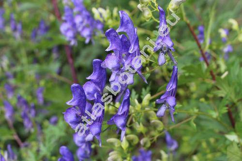 Aconitum variegatum L. (Aconitum cammarum var. gracile Rcheb., Aconitum rostratum Bernh. ex DC.)