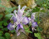 Aconitum variegatum L. (Aconitum cammarum var. gracile Rcheb., Aconitum rostratum Bernh. ex DC.)