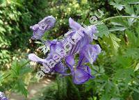 Aconitum variegatum L. (Aconitum cammarum var. gracile Rcheb., Aconitum rostratum Bernh. ex DC.)