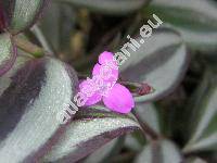 Tradescantia zebrina (Schinz) Hunt (Zebrina pendula, Tradescantia zebrina Loudl., Tradescantia zebrina Bosse)