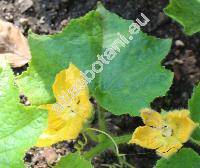 Benincasa hispida (Thunb.) Cogn. (Cucurbita hispida)