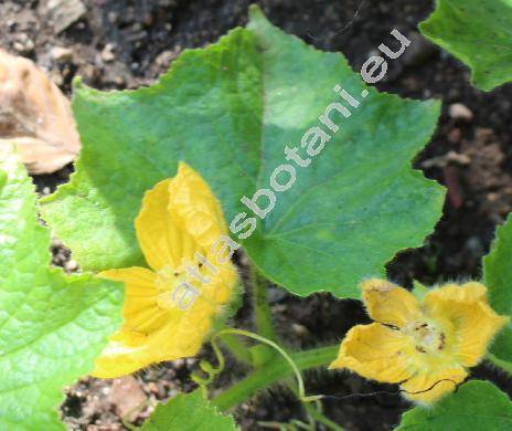 Benincasa hispida (Thunb.) Cogn. (Cucurbita hispida)