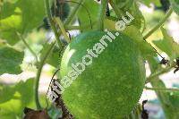 Benincasa hispida (Thunb.) Cogn. (Cucurbita hispida)