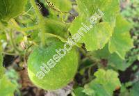 Benincasa hispida (Thunb.) Cogn. (Cucurbita hispida)