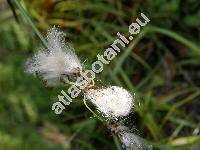 Eriophorum angustifolium Honck. (Scirpus angustifolius (Honck.) Koyama)