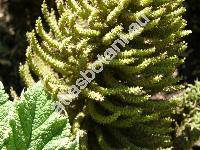 Gunnera manicata (Gunnera manicata Lind. ex Andr)