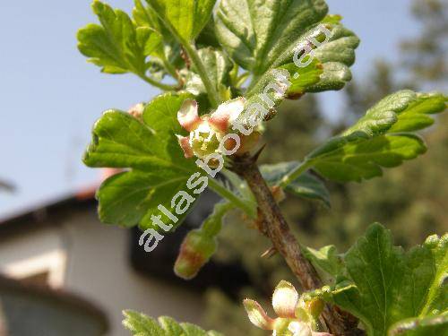 Ribes uva-crispa L. (Grossularia uva-crispa (L.) Mill., Grossularia reclinata)