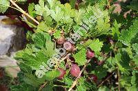 Ribes uva-crispa L. (Grossularia uva-crispa (L.) Mill., Grossularia reclinata)