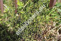 Rubia tinctorum L.