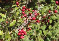 Crataegus monogyna Jacq. (Crataegus apiifolia Med., Mespilus monogyna (Jacq.) All.)