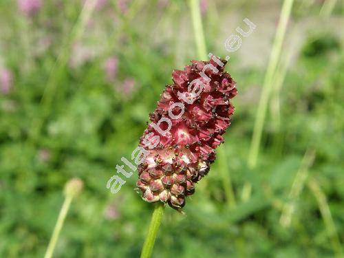 Sanguisorba officinalis L. (Sanguisorba major Gilib., Sanguisorba montana Jord., Poterium officinale (L.) Gray, Poterium officinale (L.) Forb. et Hemsl.)