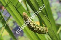 Acorus calamus L.