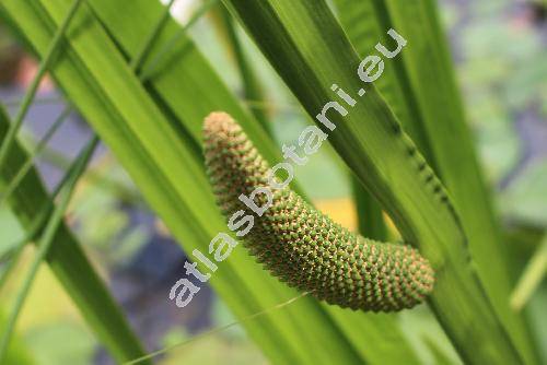 Acorus calamus L.