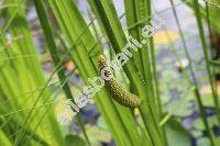 Acorus calamus L.
