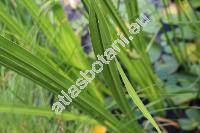 Acorus calamus L.