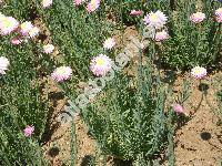 Helipterum roseum (Hook.) Benth. (Acroclinium roseum Hook., Rhodanthe chlorocephala (Turcz.) Wils., Helichrysum roseum (Hook.) Baillon)