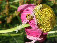 Pyrethrum roseum Bieb. (Tanacetum coccineum, Chrysanthemum coccineum Willd., Chrysanthemum roseum Adam, Pyrethrum coccineum)