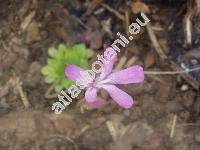 Pinguicula moranensis Kunth
