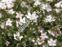 Gypsophila repens L.