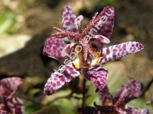 Tricyrtis hirta (Thbg.) Hook.